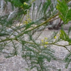 Acacia dealbata at Greenway, ACT - 21 Aug 2016