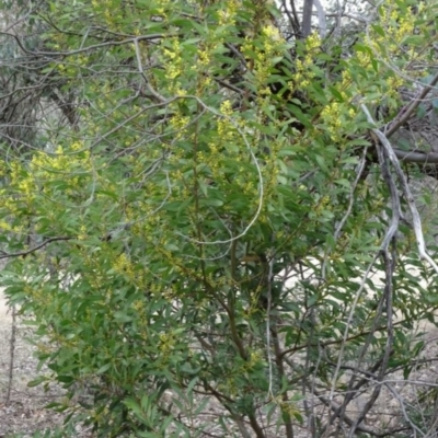 Acacia rubida (Red-stemmed Wattle, Red-leaved Wattle) at Greenway, ACT - 21 Aug 2016 by SteveC