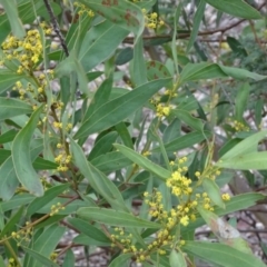 Acacia rubida at Greenway, ACT - 21 Aug 2016