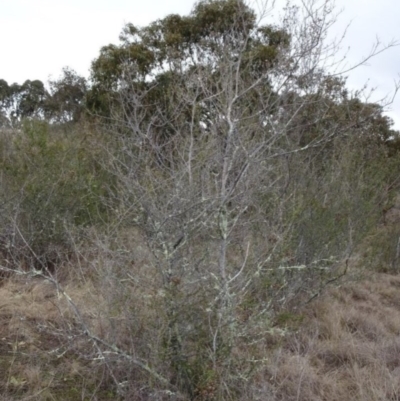 Bursaria spinosa (Native Blackthorn, Sweet Bursaria) at Greenway, ACT - 21 Aug 2016 by SteveC