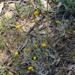 Chrysocephalum apiculatum (Common Everlasting) at Greenway, ACT - 18 Nov 2016 by SteveC