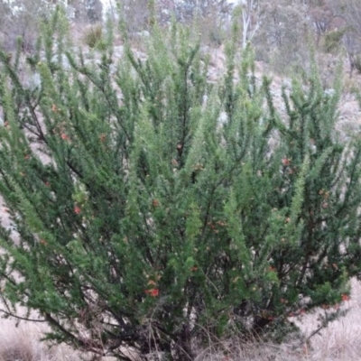 Grevillea juniperina (Grevillea) at Greenway, ACT - 30 May 2016 by SteveC