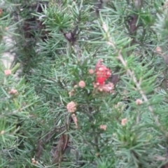 Grevillea juniperina at Greenway, ACT - 30 May 2016