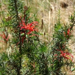 Grevillea juniperina at Greenway, ACT - 30 May 2016