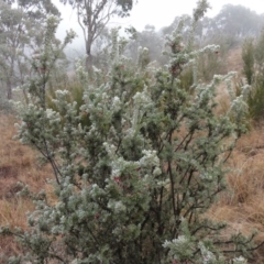 Grevillea lanigera (Woolly Grevillea) at Greenway, ACT - 28 Aug 2016 by SteveC