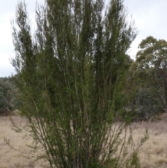 Kunzea ericoides (Burgan) at Greenway, ACT - 21 Aug 2016 by SteveC