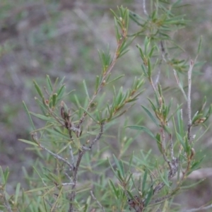 Kunzea ericoides at Greenway, ACT - 21 Aug 2016