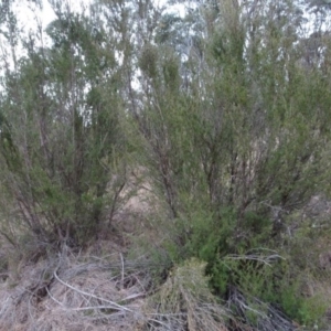 Kunzea ericoides at Greenway, ACT - 21 Aug 2016