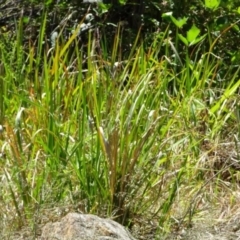 Imperata cylindrica (Blady Grass) at Greenway, ACT - 18 Nov 2016 by SteveC