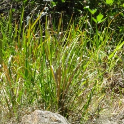 Imperata cylindrica (Blady Grass) at Bullen Range - 18 Nov 2016 by SteveC