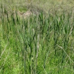 Phragmites australis (Common Reed) at Greenway, ACT - 27 Nov 2016 by SteveC