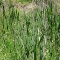 Phragmites australis at Greenway, ACT - 27 Nov 2016 04:28 PM