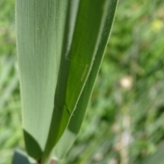 Phragmites australis at Greenway, ACT - 27 Nov 2016 04:28 PM