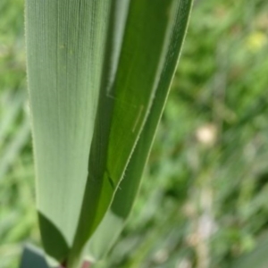 Phragmites australis at Greenway, ACT - 27 Nov 2016