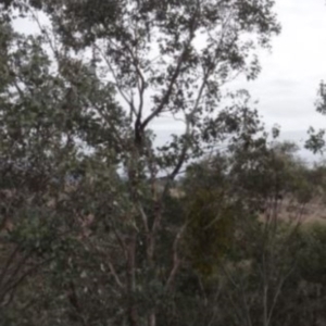 Amyema sp. at Greenway, ACT - 10 Jul 2016 12:00 AM