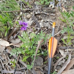 Swainsona sp. at Greenway, ACT - 28 Oct 2016 12:00 AM