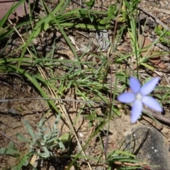 Wahlenbergia sp. (Bluebell) at Greenway, ACT - 19 Nov 2016 by SteveC