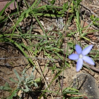 Wahlenbergia sp. (Bluebell) at Greenway, ACT - 19 Nov 2016 by SteveC