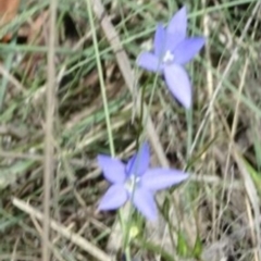 Wahlenbergia sp. at Greenway, ACT - 19 Nov 2016