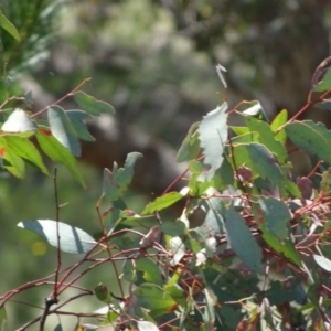 Eucalyptus melliodora at Greenway, ACT - 27 Nov 2016