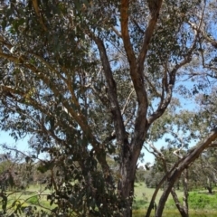 Eucalyptus dives (Broad-leaved Peppermint) at Greenway, ACT - 18 Nov 2016 by SteveC