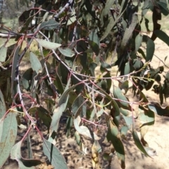 Eucalyptus dives at Greenway, ACT - 19 Nov 2016