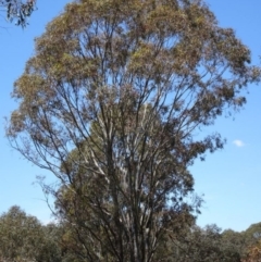 Eucalyptus melliodora (Yellow Box) at Greenway, ACT - 19 Nov 2016 by SteveC