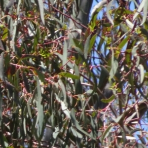 Eucalyptus melliodora at Greenway, ACT - 19 Nov 2016