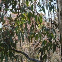 Eucalyptus melliodora at Greenway, ACT - 19 Nov 2016