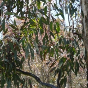 Eucalyptus melliodora at Greenway, ACT - 19 Nov 2016