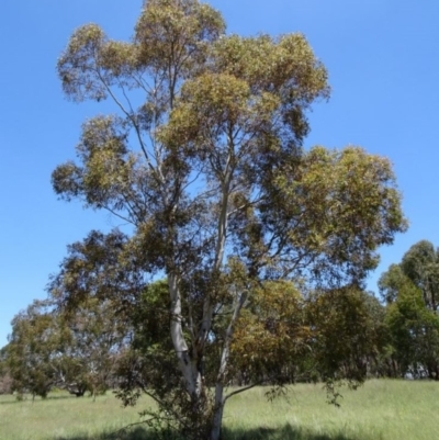 Eucalyptus mannifera at Greenway, ACT - 27 Nov 2016 by SteveC