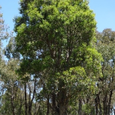 Eucalyptus polyanthemos subsp. polyanthemos (Red Box) at Greenway, ACT - 18 Nov 2016 by SteveC