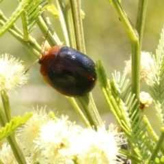 Dicranosterna immaculata (Acacia leaf beetle) at Bruce, ACT - 23 Dec 2016 by ibaird