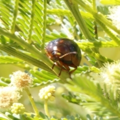 Dicranosterna immaculata at Bruce, ACT - 23 Dec 2016 03:22 PM