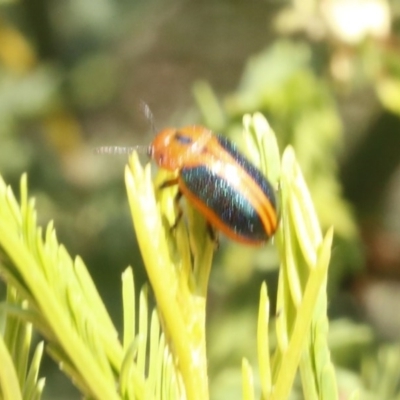 Calomela curtisi (Acacia leaf beetle) at Bruce, ACT - 23 Dec 2016 by ibaird