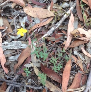 Hypericum gramineum at Burra, NSW - 28 Dec 2016