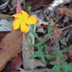 Hypericum gramineum at Burra, NSW - 28 Dec 2016