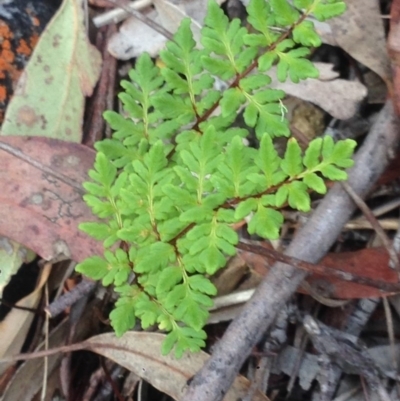 Cheilanthes austrotenuifolia (Rock Fern) at Burra, NSW - 27 Dec 2016 by Safarigirl