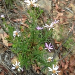 Olearia tenuifolia (Narrow-leaved Daisybush) at Burra, NSW - 27 Dec 2016 by Safarigirl