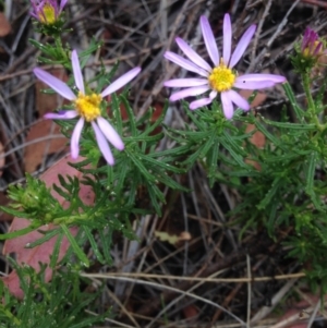 Olearia tenuifolia at Burra, NSW - 28 Dec 2016 04:32 AM