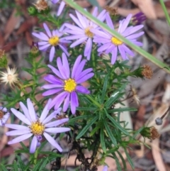 Olearia tenuifolia at Burra, NSW - 28 Dec 2016