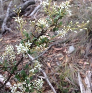 Bursaria spinosa at Burra, NSW - 28 Dec 2016