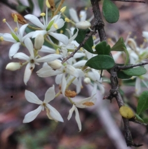 Bursaria spinosa at Burra, NSW - 28 Dec 2016