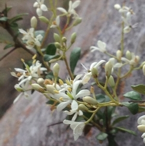 Bursaria spinosa at Burra, NSW - 28 Dec 2016