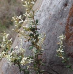 Bursaria spinosa at Burra, NSW - 28 Dec 2016