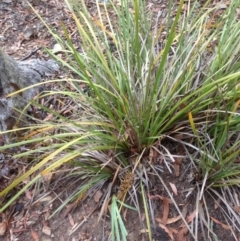 Lomandra longifolia (Spiny-headed Mat-rush, Honey Reed) at Burra, NSW - 27 Dec 2016 by Safarigirl