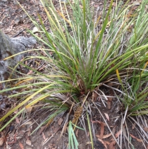 Lomandra longifolia at Burra, NSW - 28 Dec 2016