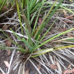 Lomandra longifolia at Burra, NSW - 28 Dec 2016