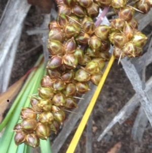 Lomandra longifolia at Burra, NSW - 28 Dec 2016