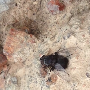 Rutilia (Donovanius) sp. (genus & subgenus) at Burra, NSW - 28 Dec 2016 04:39 AM